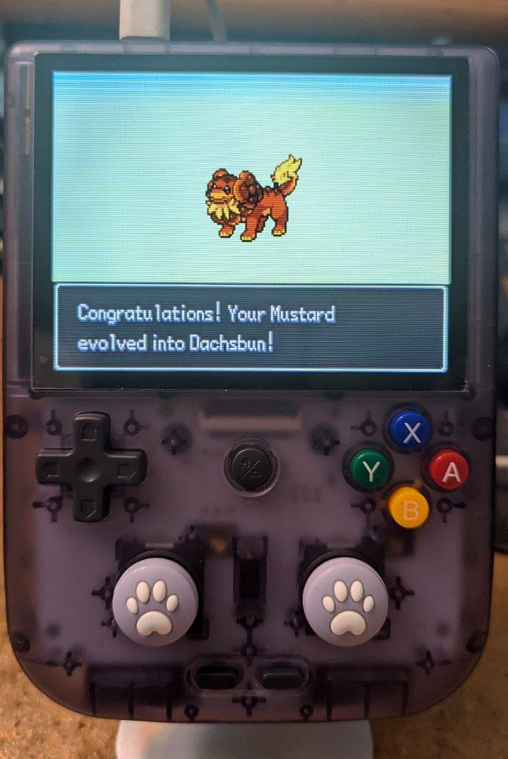 A Pokémon Emerald ROM hack being played on an Anbernic RG405V handheld device that resembles an atomic purple GameBoy color. The screen shows an evolution screen, of Fidough having just evolved into Dachsbun. The text says "Congratulations! Your Mustard evolved into Dachsbun!".