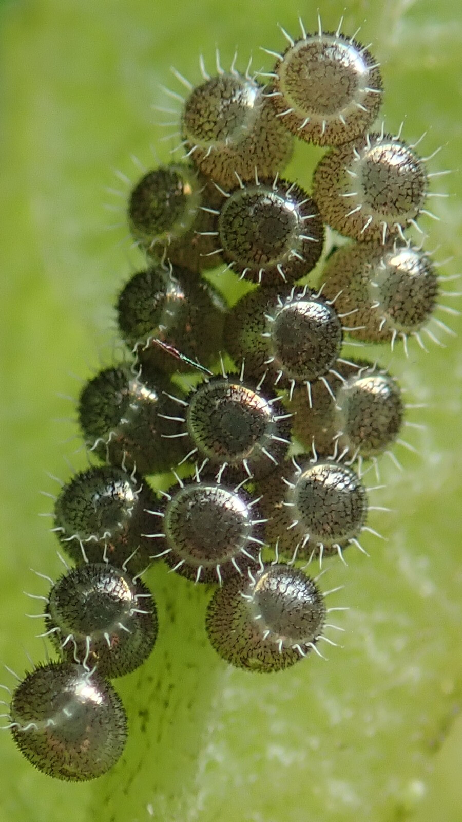 A cluster of shiny spheroids clings to the spine of a green leaf.  They are shiny in a way reminiscent of the silver coating on a plastic toy, after it's been worn down by much use. They are opalescent. Each spheroid wears a crown of spikes around the end farthest from the leaf, making it look like a parody of the sun.  The spikes are thin, curving white tentacles.   Looking closely at the spheroids' surface we see that it is coated with a thin black stubble. They look alien, like something from a different time and place, living in a different atmosphere.