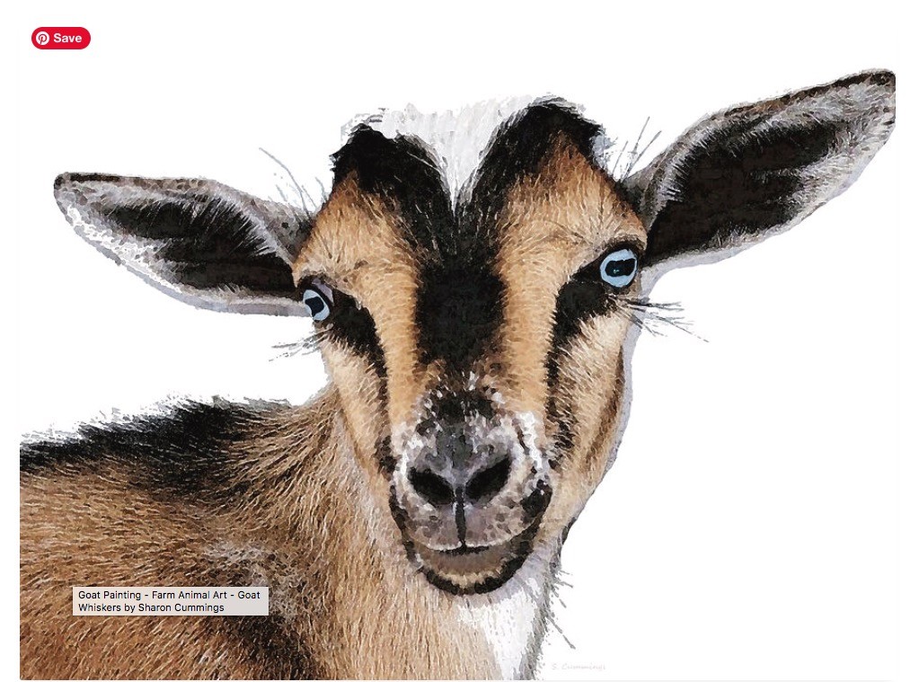 tri-colored nigerian dwarf goat with blue eyes by artist and poet Sharon Cummings.  Haiku in post.