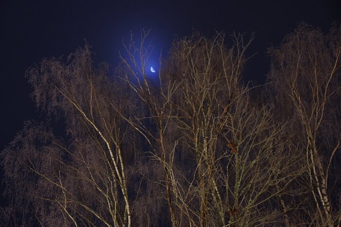 An image of the half moon at night, hanging over some witer trees lit by a street light nera by.