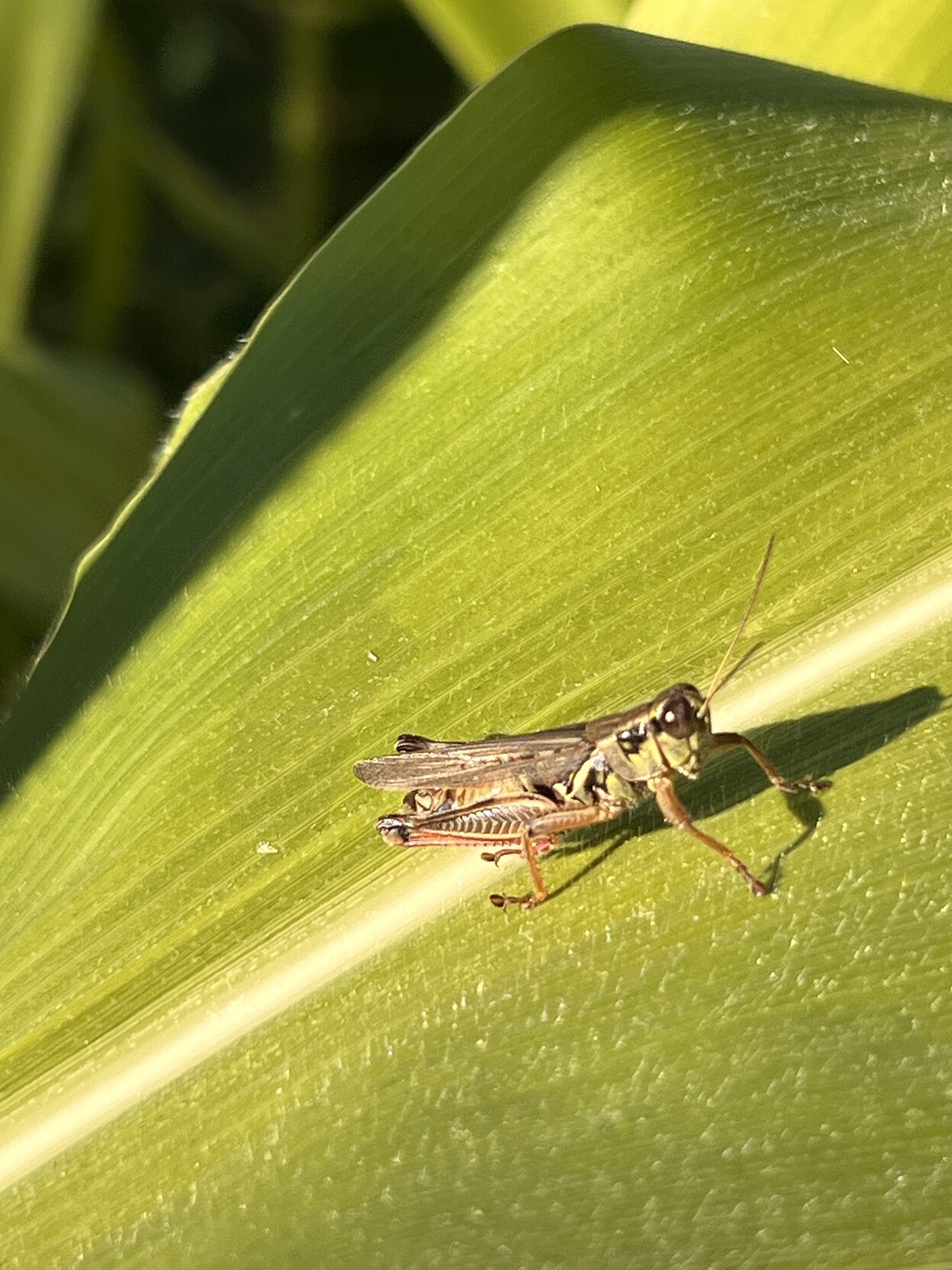 A zoomed in photo of a small green grasshopper with long wings and uneven antennae. It is sitting in the middle of a long green leaf with a light green line in the middle. 