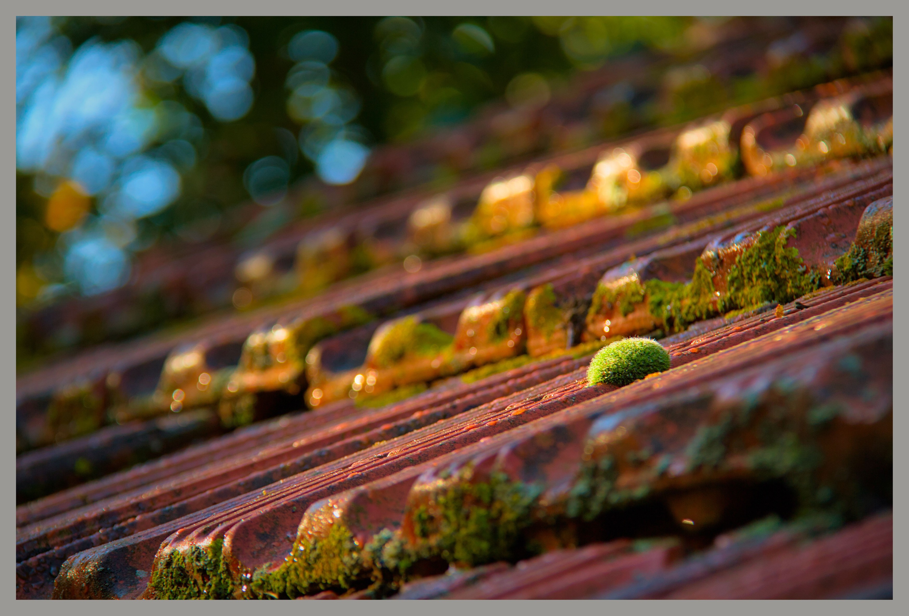 a ball of green moss on yellow green lichen covered red tiles.