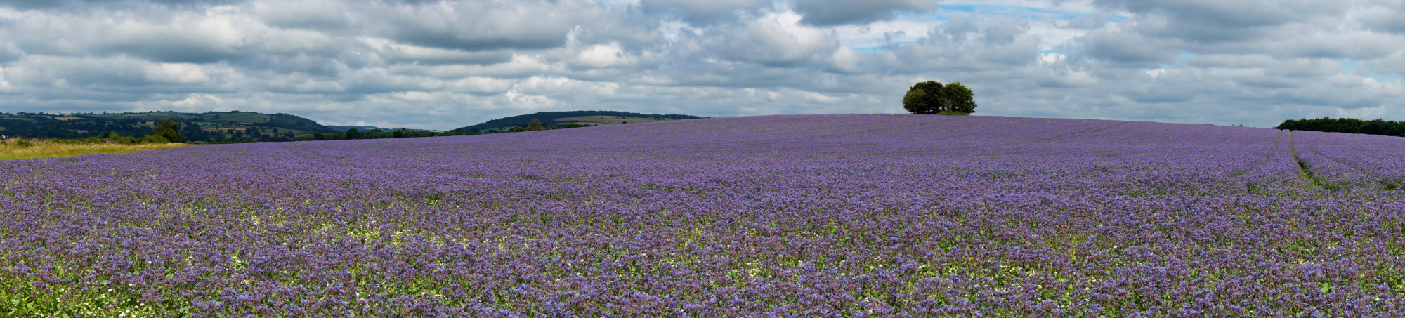 A wide panorama view of a field ob blue/purple borage flowers. distant hills seen on the left, a few trees on the horizon in the middle, under a grey cloudy sky with some blue showing through